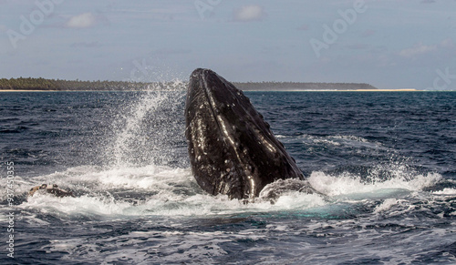 humpback whale in the sea