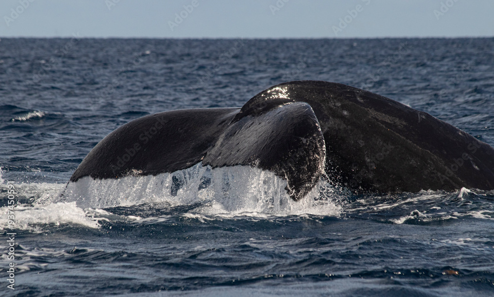 Fototapeta premium humpback tail