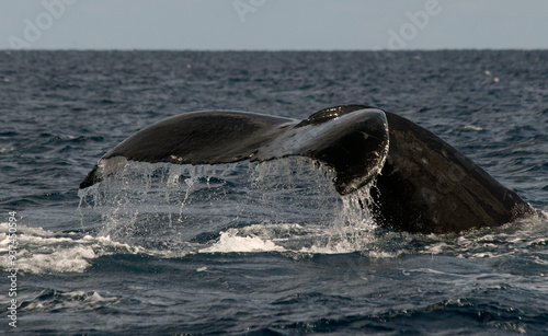 Humpback whale photo