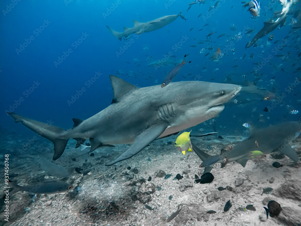 Naklejka premium Sharks feeding