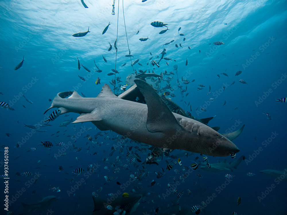 Fototapeta premium Sharks feeding