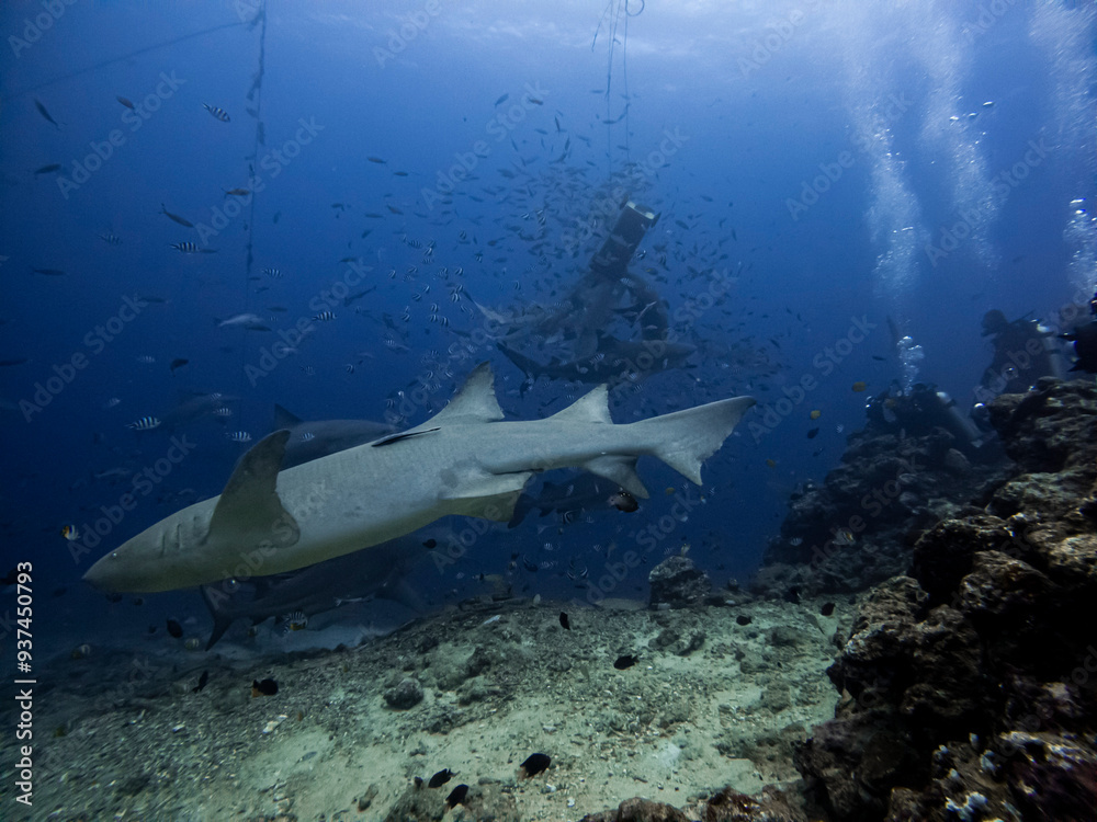 Fototapeta premium Sharks feeding