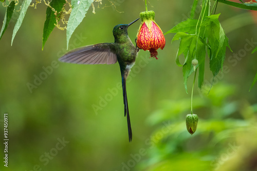 Violet-tailed Sylph - Aglaiocercus coelestis, beautiful long tailed hummingbird of South America, Mindo, Ecuador, 4K resolution photo