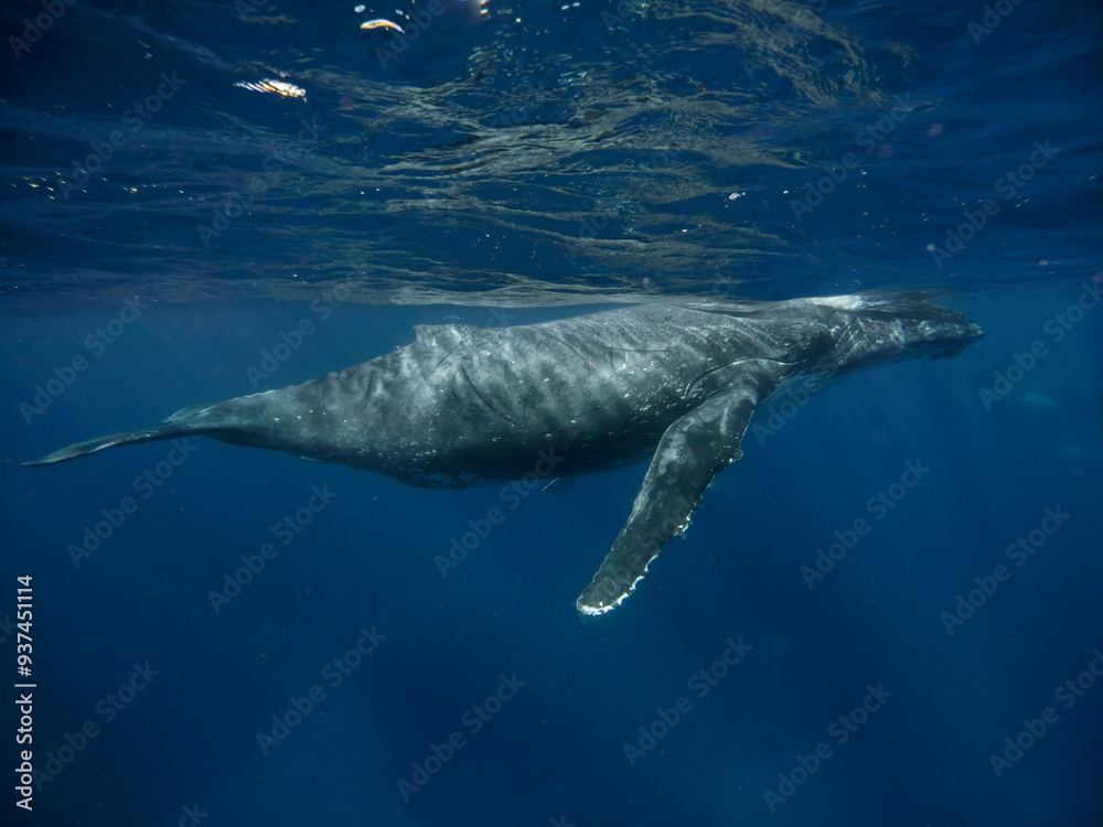 Naklejka premium Humpback whale swimming