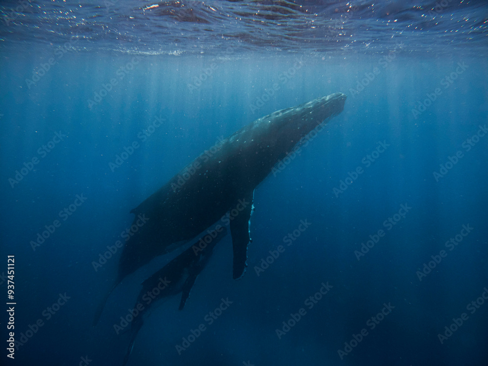 Fototapeta premium Humpback whale swimming