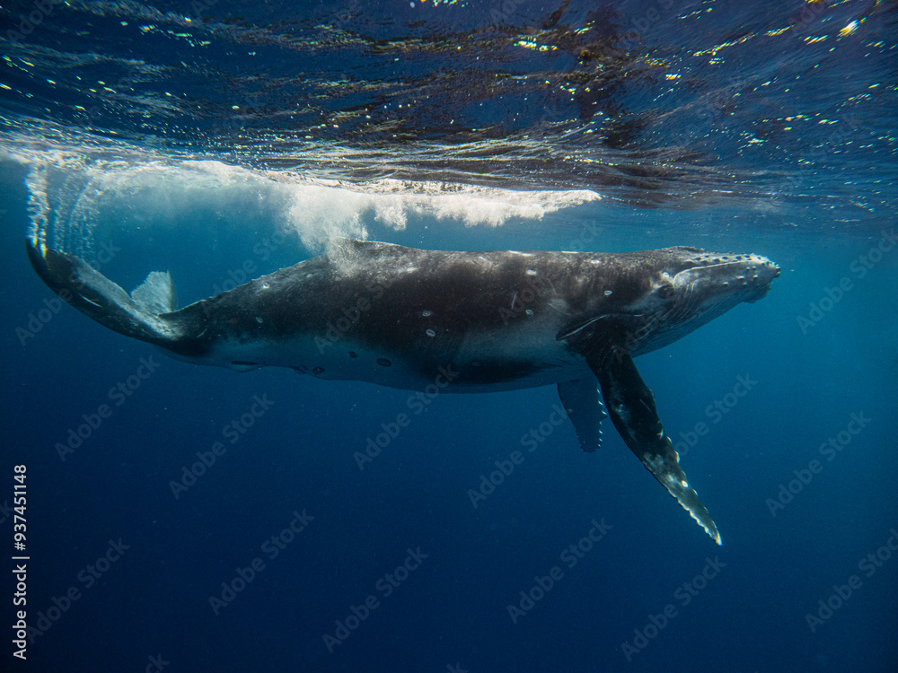 Fototapeta premium Humpback whale swimming