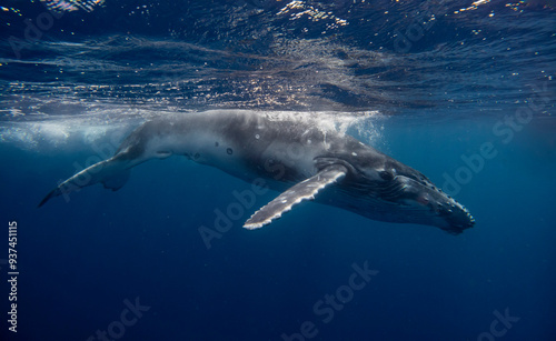 Humpback whale swimming