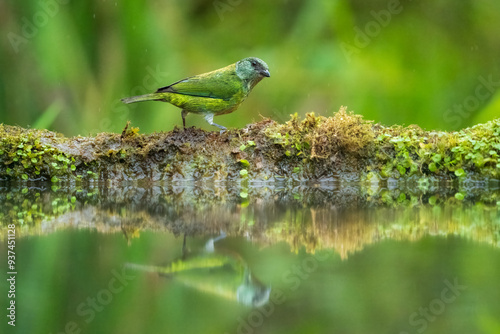 Tángara Capirotada, Black-capped Tanager (Stilpnia heinei) (Tangara heinei), female on the branch photo