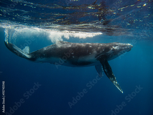 Humpback whale swimming