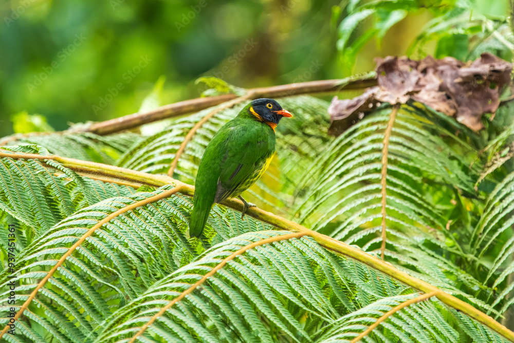 Orange-breasted Fruiteater Pipreola jucunda, on the branch in cloud forest Ecuador Orange-breasted Fruiteater Pipreola jucunda, on the branch in cloud forest Ecuador
