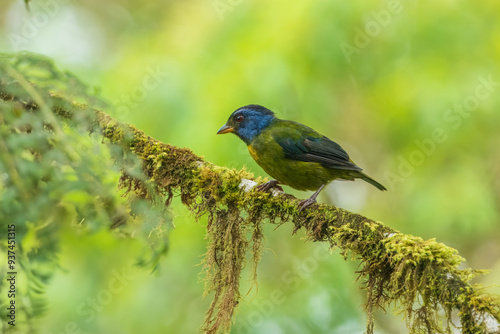 Moss-backed Tanager - Bangsia edwardsi, beautiful colored tanager from western Andean slopes, Amagusa, Ecuador.