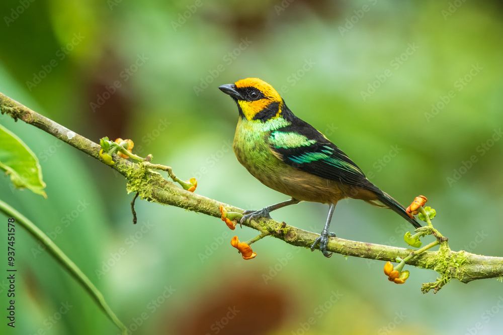Flame-faced tanager, Tangara parzudakii, sitting on beautiful mossy branch. Bird from Mindo, Ecuador. Birdwatching in South America. Animal in the green forest. Tropic bird in the jungle forest.