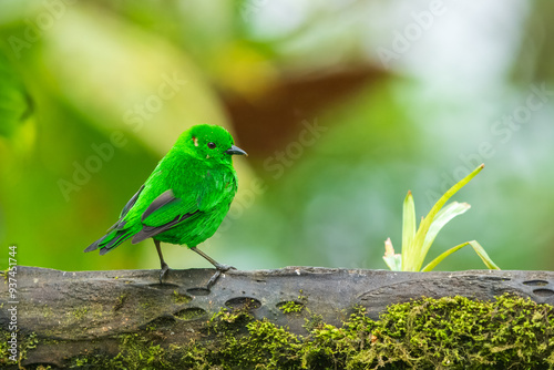 Glistening-green Tanager, Chlorochrysa phoenicotis, Brilliantly-colored tanager of Andean cloud forest in western Ecuador and western Colombia. Male is bright emerald-green with small red and white sp