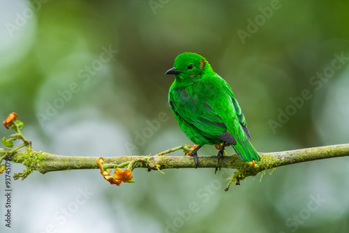 Glistening-green Tanager, Chlorochrysa phoenicotis, Brilliantly-colored tanager of Andean cloud forest in western Ecuador and western Colombia. Male is bright emerald-green with small red and white sp