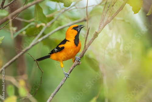 Εκτύπωση καμβά Altamira Oriole Icterus gularis, Large bright orange oriole with thick dark bill, found in open shrubby woodland