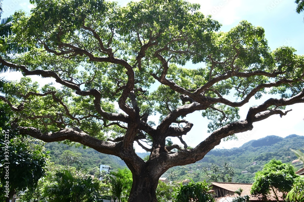 Fototapeta premium Large Tree Branches With Green Leaves In The Background