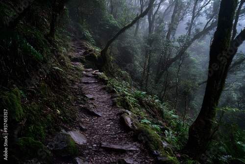 Forest Trail Path Through The Fog