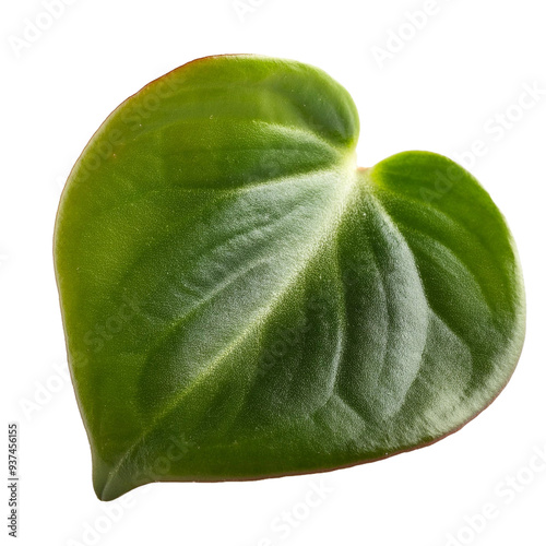 Peperomia obtusifolia isolated on white  photo