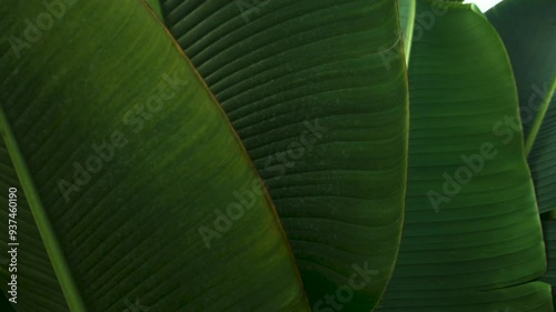 green banana leaf background