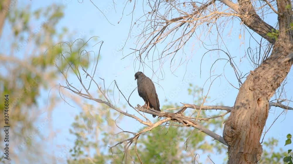 Black Hawk in a Tree!