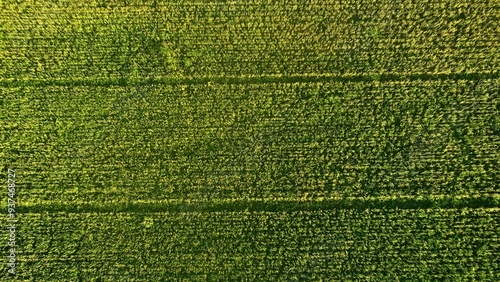 Canvas-taulu Vista aérea de un campo verde, donde se observan extensas filas de cultivo