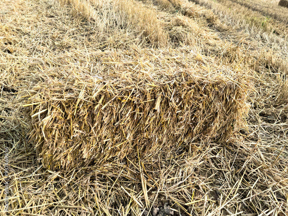 straw bale rectangular in field straw bale rectangular in field
