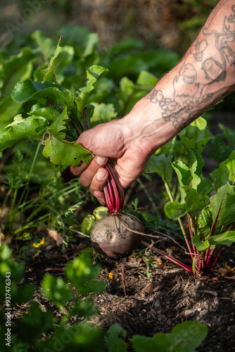 Rote Bete im Garten ernten, frisches Gemüse anbauen
