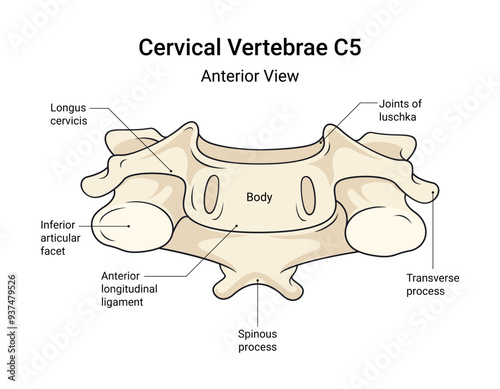 Anatomy of Cervical Vertebrae C5 Anterior View