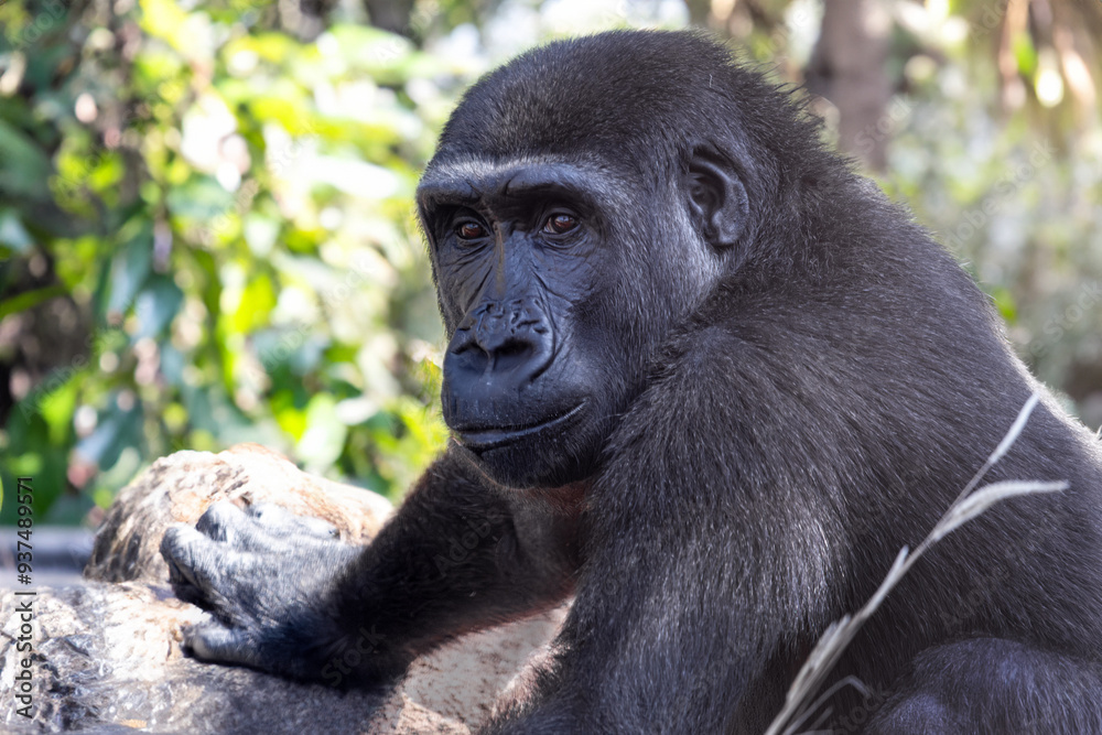 Obraz premium Lowland gorilla in nature