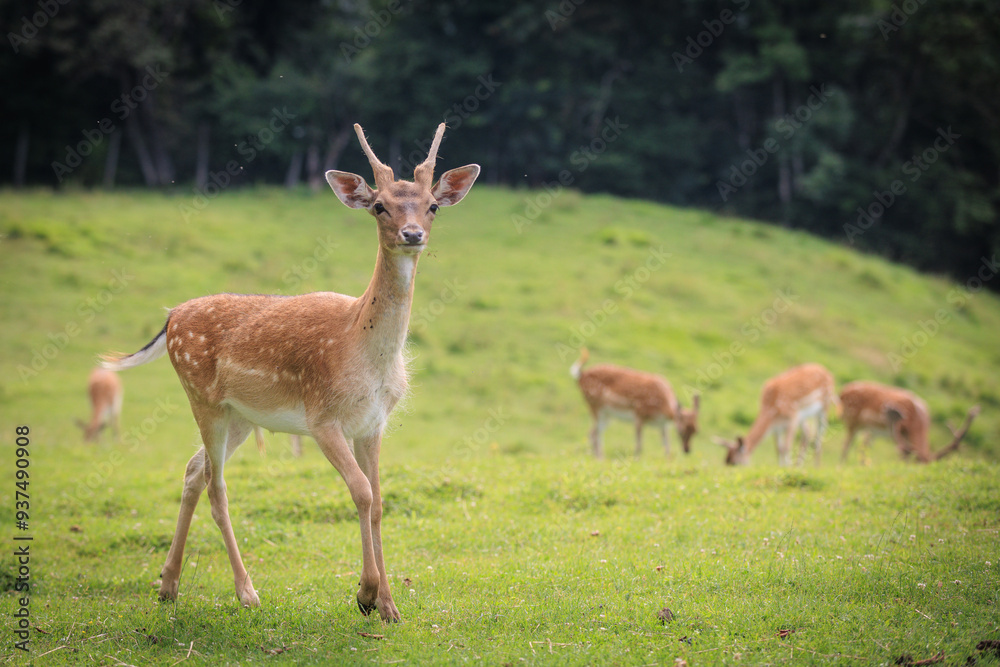 New Forest wild deer near Dolomites, Italy. New Forest wild deer near Dolomites, Italy.