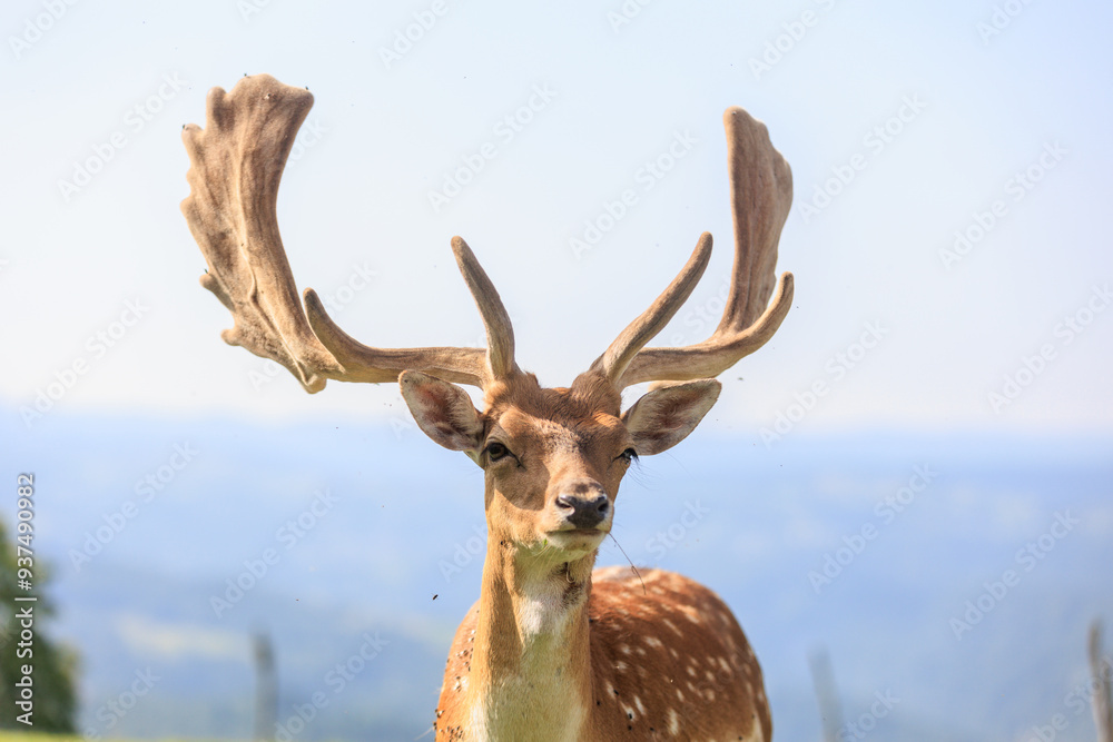 New Forest wild deer near Dolomites, Italy. New Forest wild deer near Dolomites, Italy.