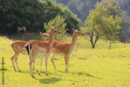 New Forest wild deer near Dolomites, Italy.