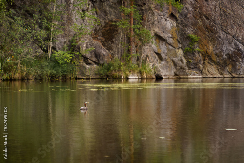 Red-necked grebe (Podiceps grisegena) swimming across a pond photo