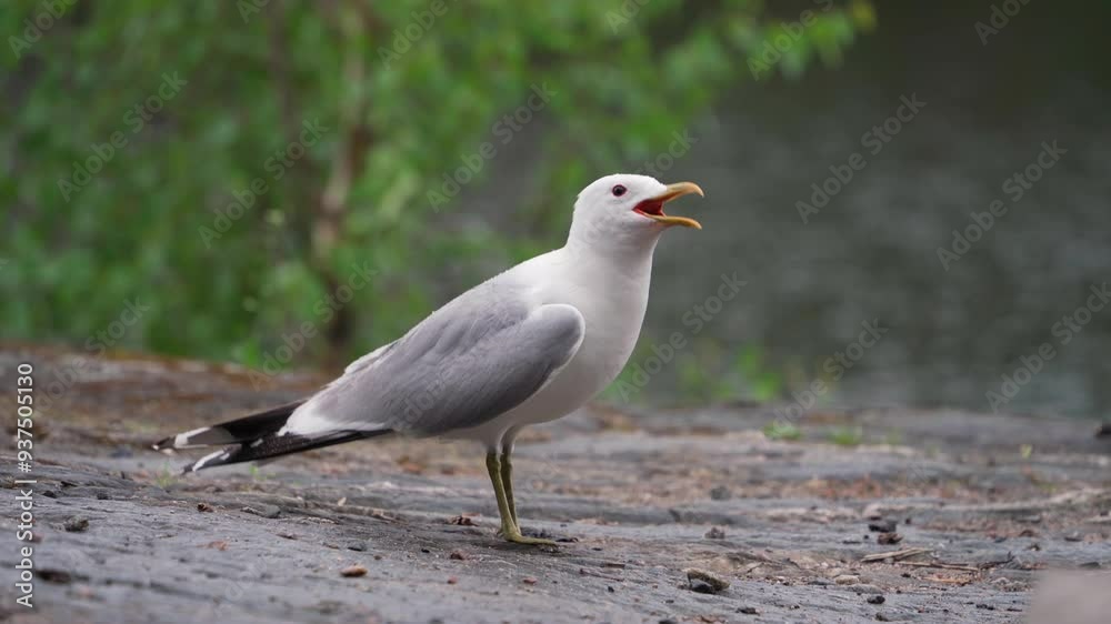 Common Gull (Larus canus) calling with sound Common Gull (Larus canus) calling with sound