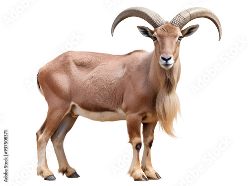 Majestic mountain goat with large curved horns, isolated transparent