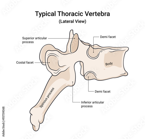 Anatomy of Typical Thoracic Vertebra Lateral View