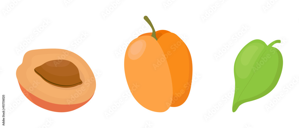 Apricot fruit isolated on a white background. Vector illustration, icon of fruits. Whole and cropped apricots and green leaf in a hand-drawn style. Apricot fruit isolated on a white background. Vector illustration, icon of fruits. Whole and cropped apricots and green leaf in a hand-drawn style.