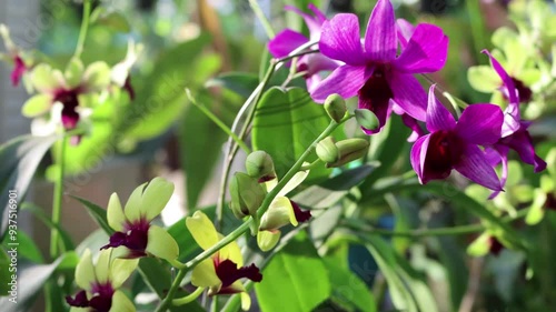 Beautiful colorful orchids in the garden