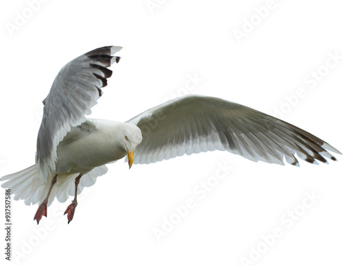 Eine Silbewöwe im Flug. Möwe beim Lnadeanflug.
