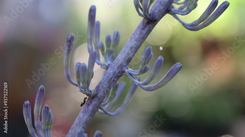 Small black ants passing by on an ornamental plant stem
