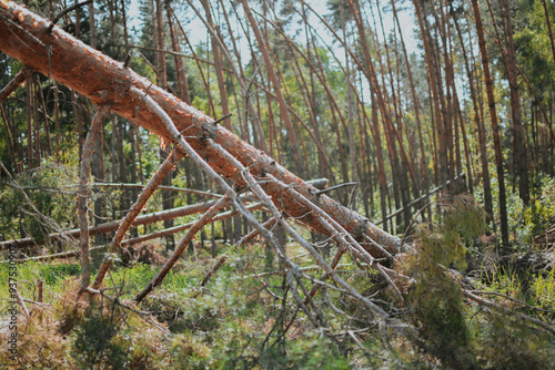 a large forest with pine and birch trees where was a storm and some trees were damaged and broken