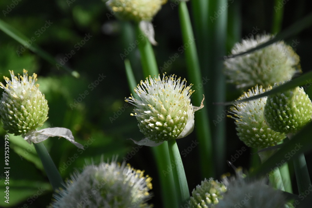 Vibrant Blooming Alliums: A Spherical Display in the Garden
Vibrant Blooming Alliums: A Spherical Display in the Garden