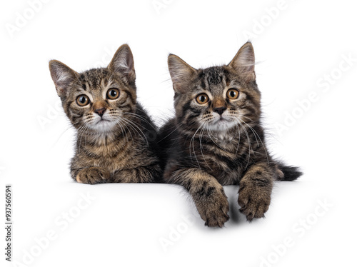 Adorable house cat kittens, one long and one short haired. Laying down side by side on edge. Both looking towards camera. Isolated on a white background.