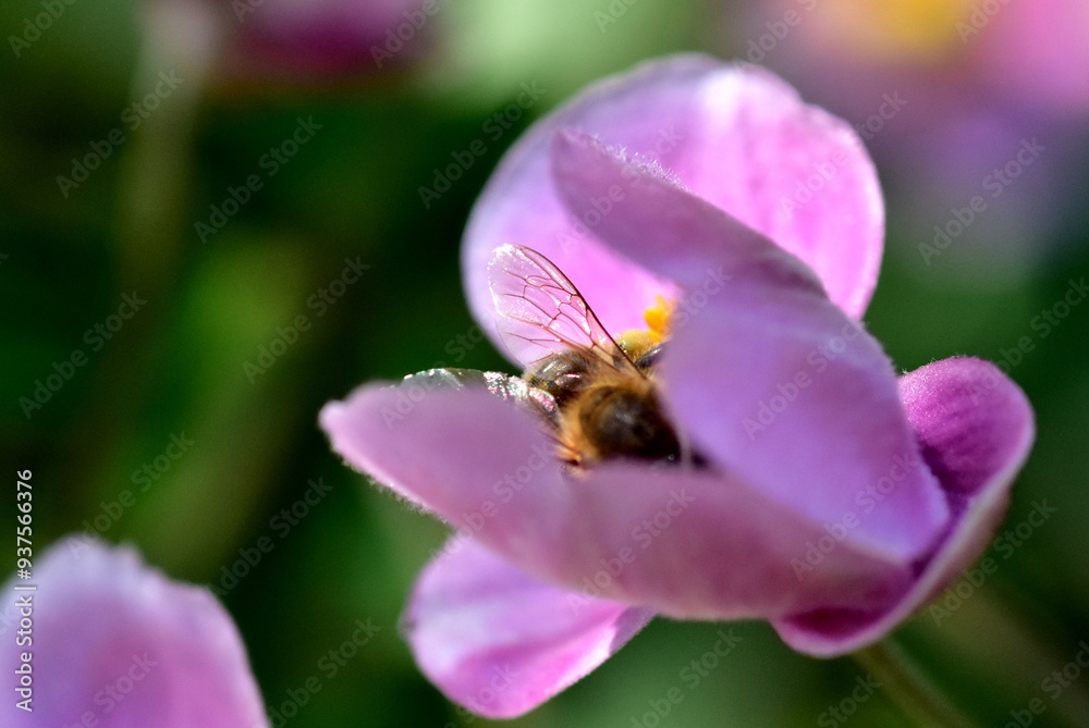Biene in einer Herbstanemone Biene in einer Herbstanemone