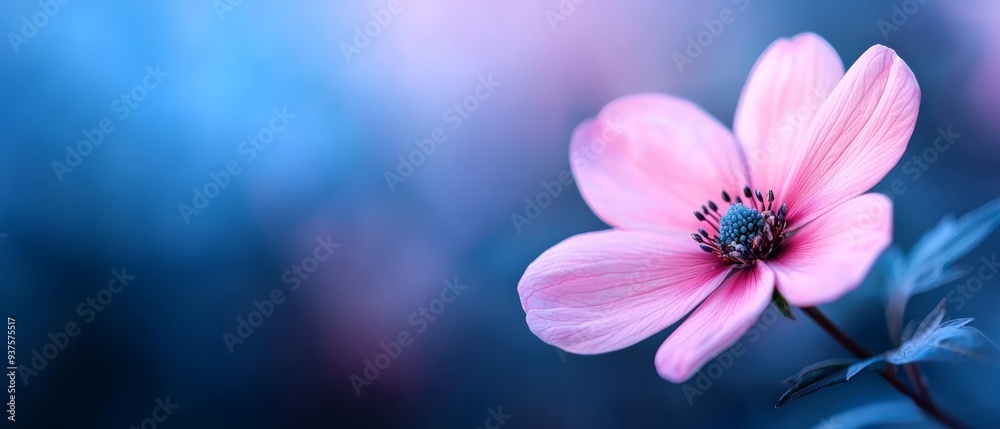 Two pink flowers atop a blue-pink flower pot against a blue-pink backdrop Two pink flowers atop a blue-pink flower pot against a blue-pink backdrop