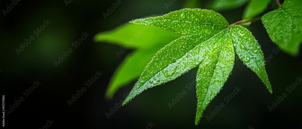 A tight shot of a verdant leaf dotted with water droplets against a murky black backdrop, the leaves slightly out of focus A tight shot of a verdant leaf dotted with water droplets against a murky black backdrop, the leaves slightly out of focus