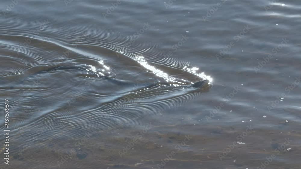 Snake swims on surface of water in wild. Snake swims on surface of water in wild.