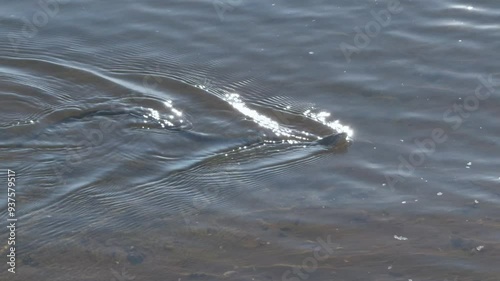 Snake swims on surface of water in wild. photo