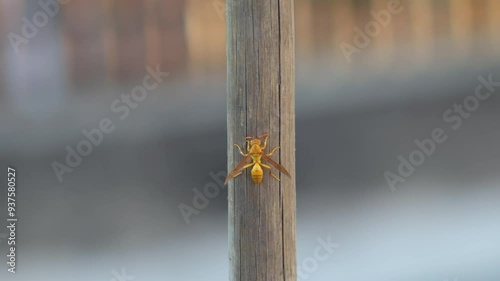 Closeup of an Arabian Paper Wasp. Yellow wasp perched on a wooden rod. photo