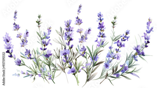 Visualize a serene moment in a lively lavender field, absorbing its tranquil beauty. The soothing scent and bright hues embrace your senses, offering a peaceful experience